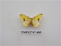 藏品(尺蛾309)的圖片